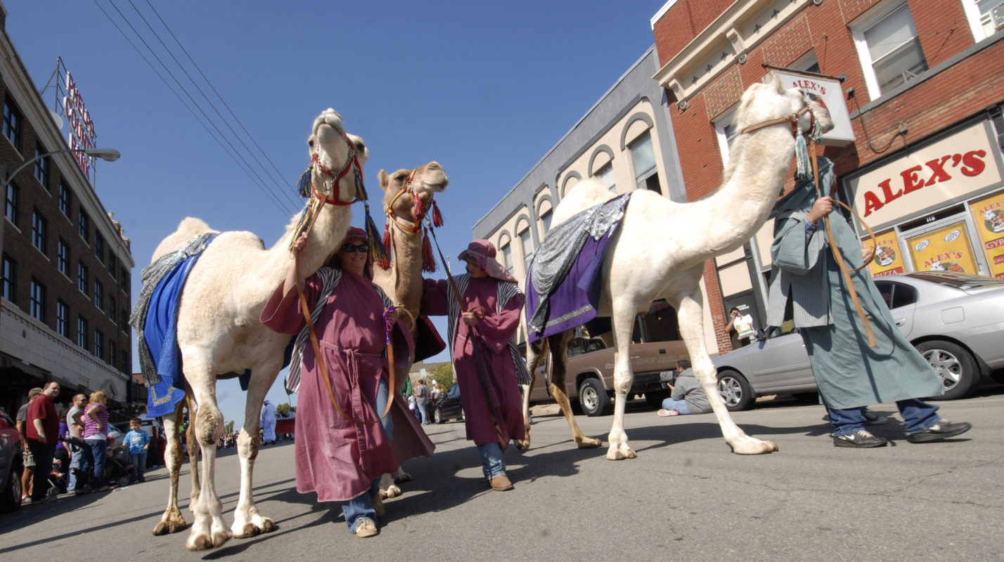 Three camels walking in Celebration of Nations Parade in Rolla