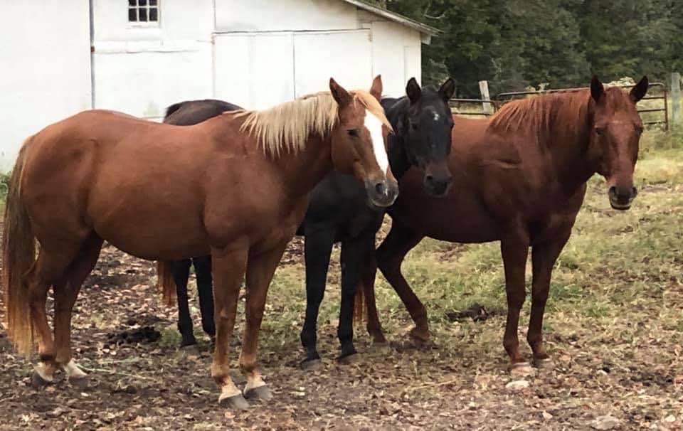 Anne's three horses Tink, Bobo and Red.