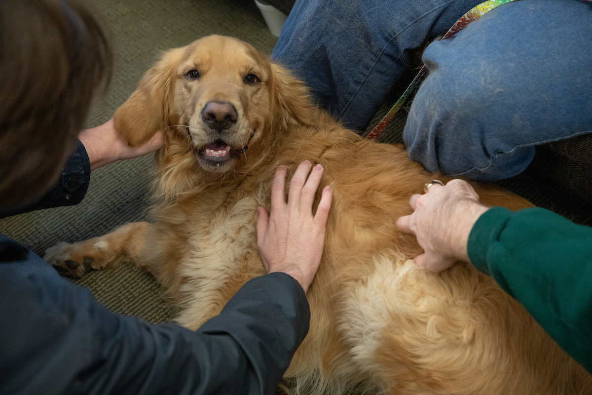 Therapy dogs at the Student Success Center.