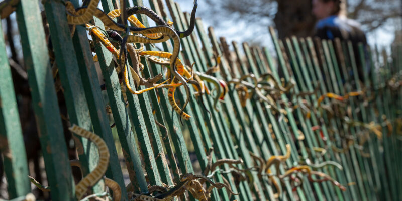 Get ready for the “Best Ever” St. Pat’s events