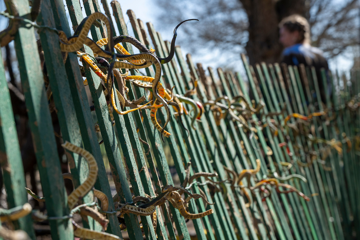 Colorful plastic snakes are tied to a green picket fence surrounding the snake pit.