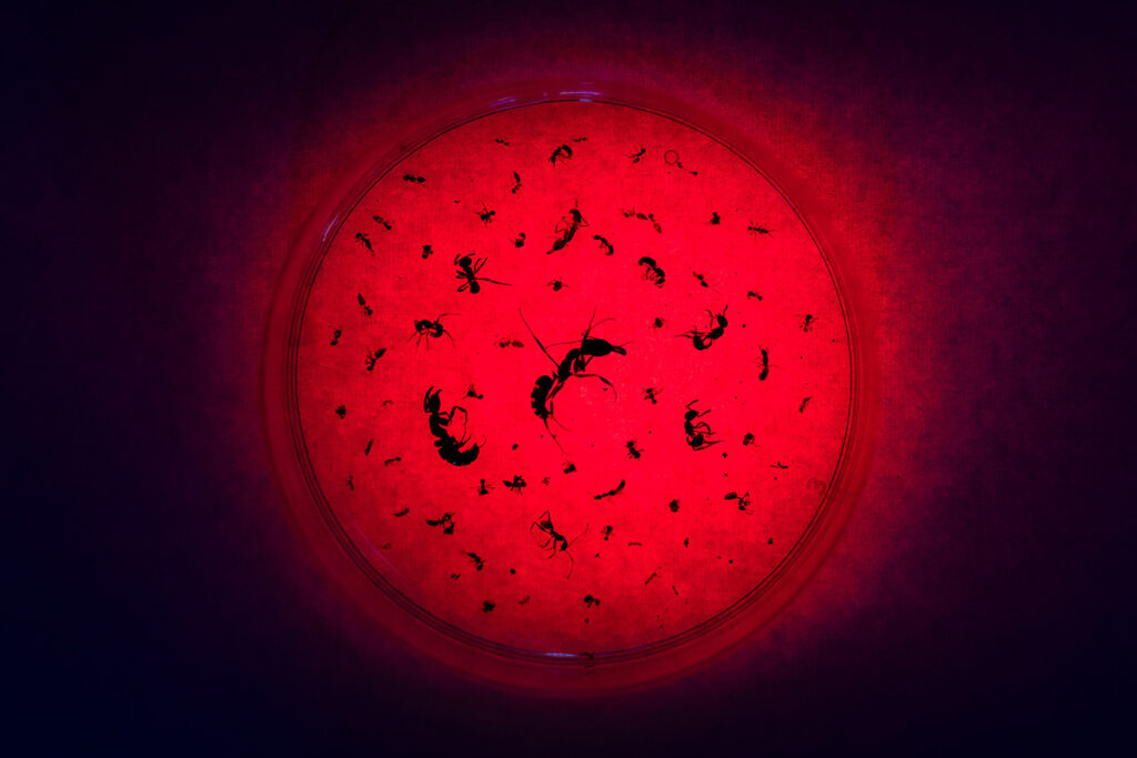 Petri dish illuminated with red light, containing numerous insect specimens arranged across the circular surface against a dark background.